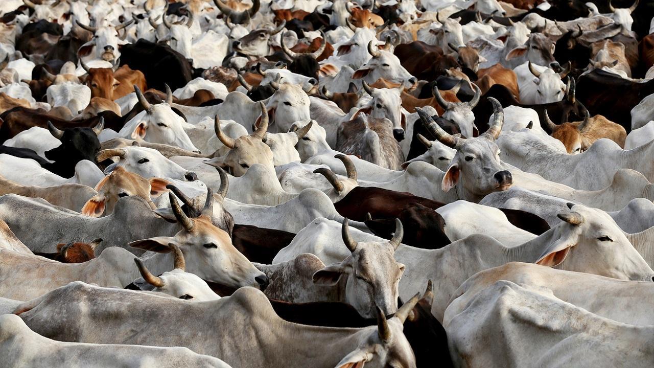 Uttar Pradesh: 29 cows found dead in Mathura
