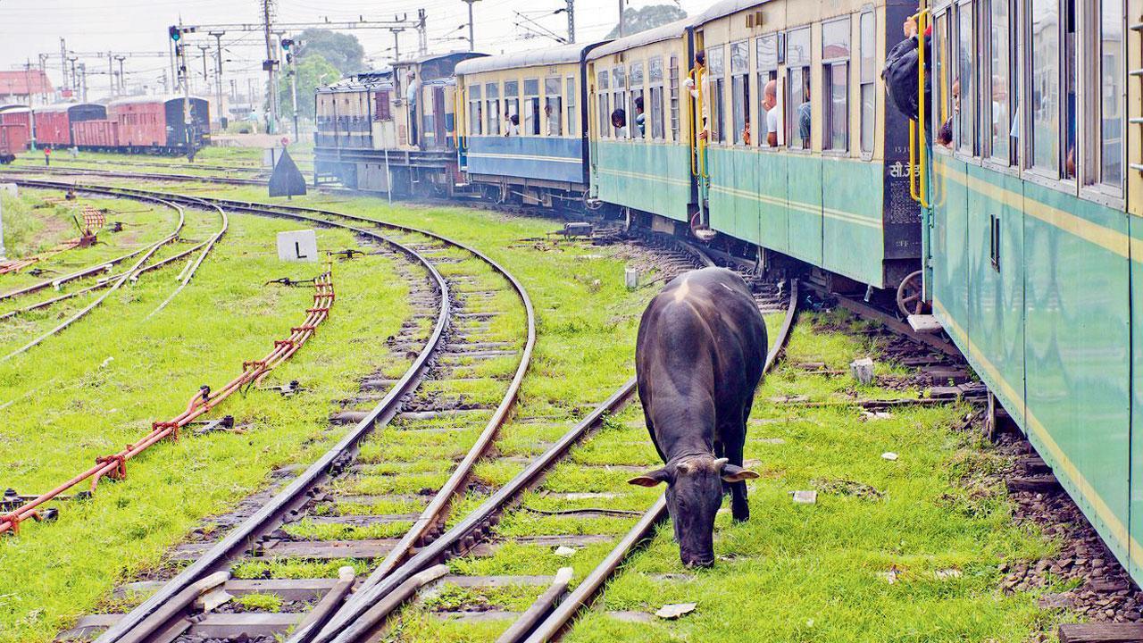 400-km Mumbai-Ahmedabad fence to keep cattle off tracks