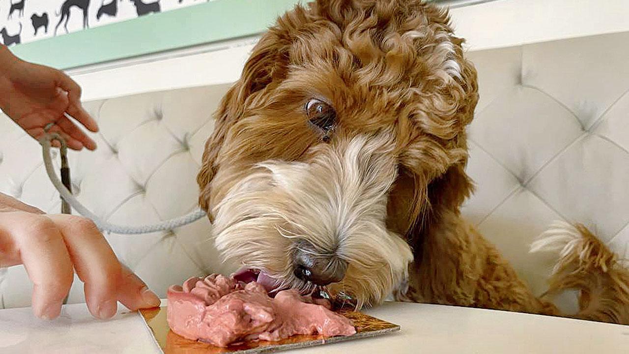 Bone appetite