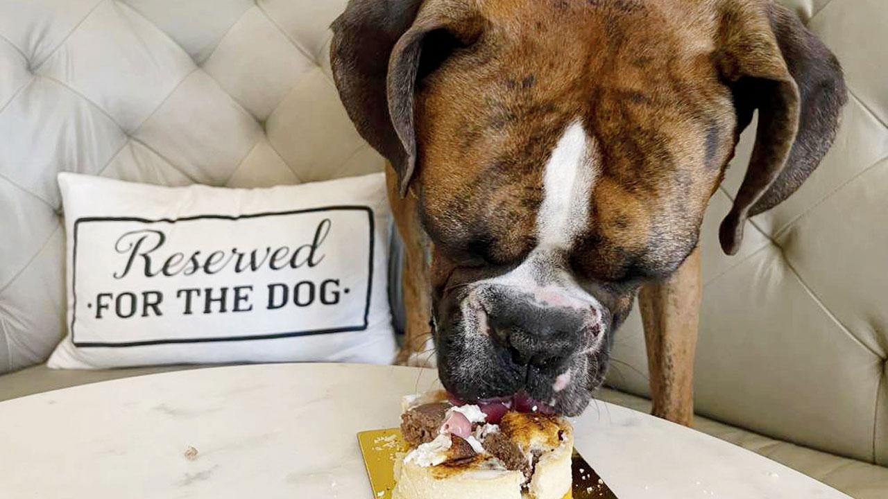  A dog eats a dish at the Dogue restaurant in San Francisco. PIC/AP