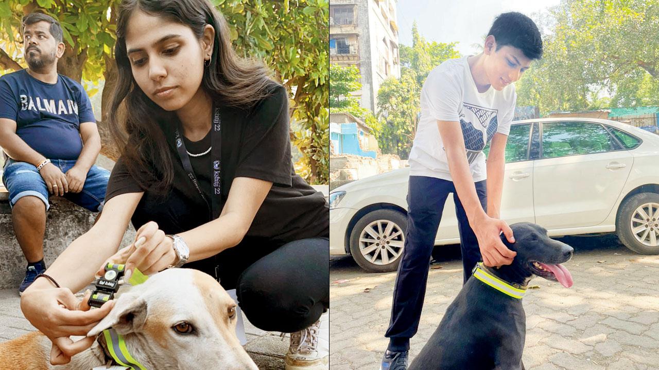 A student collars a dog at Marine Drive in South Mumbai