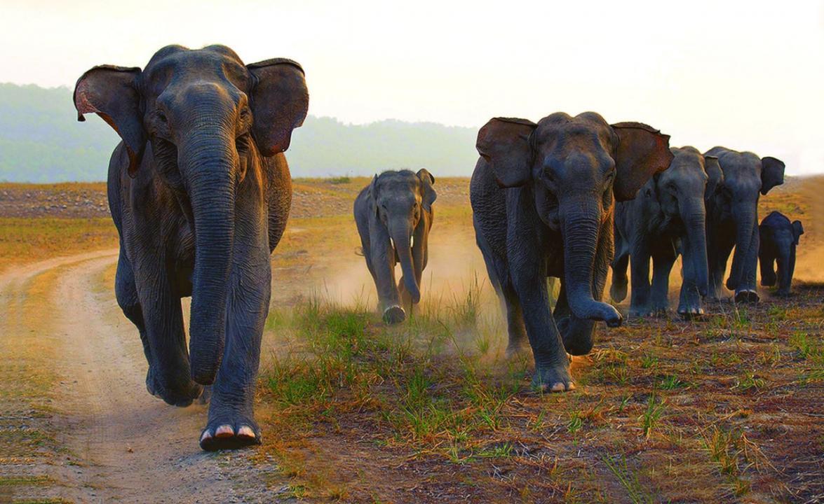 Vehicles damaged, forest official injured in wild elephant attack in Kerala