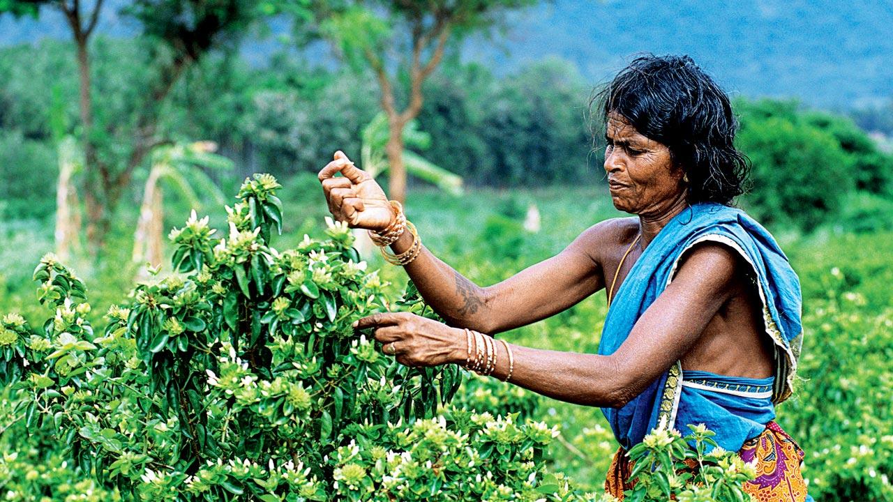 A tribal woman harvesting Jasmine in Anaikatti, Tamil Nadu. Pic/Getty Images