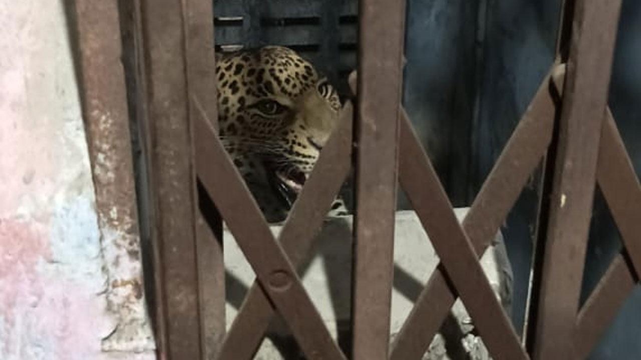 Thane: Three injured as leopard enters Kalyan housing society; big cat captured