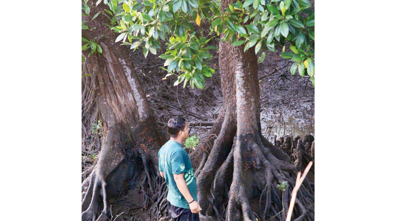 Researchers conduct the survey at Wave, Amshet in Raigad. Pics/Mangrove Foundation