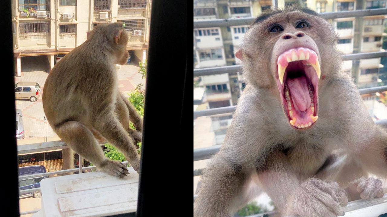 Mumbai: Cuffe Parade-ians caged in as monkeys unleash terror