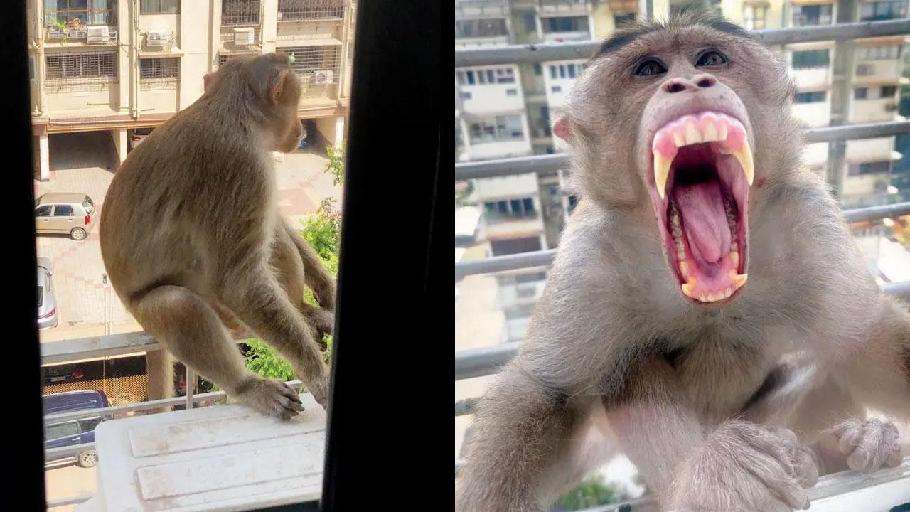 Monkey menace in Vrindaban - The Economic Times