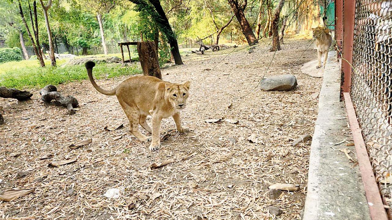 The lions that have arrived at Sanjay Gandhi National Park