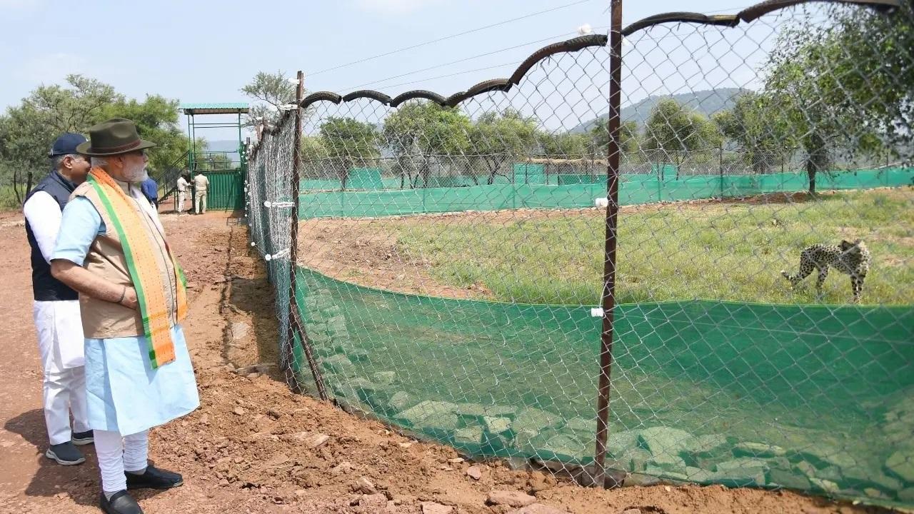 'Great news': PM Modi on two cheetahs released in bigger enclosure at MP's Kuno National Park