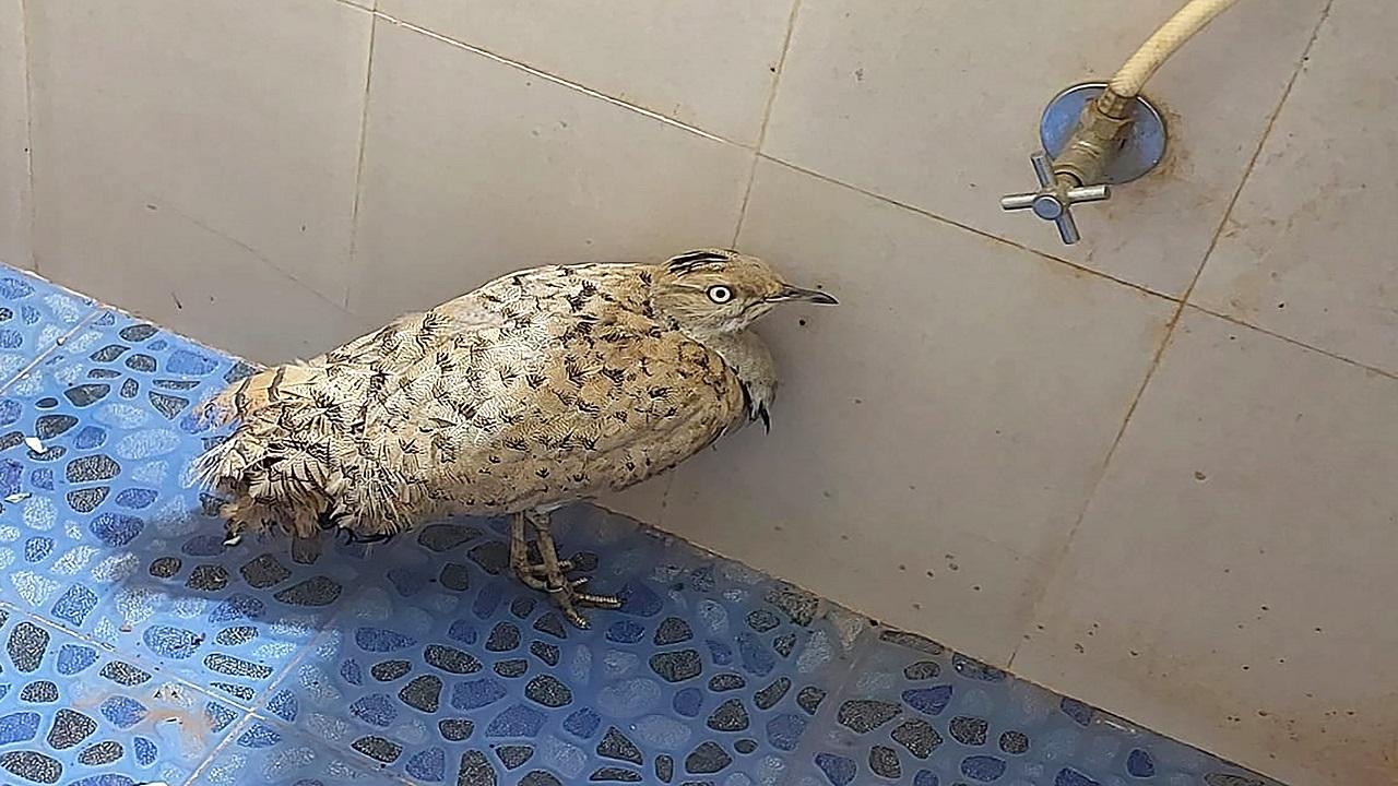 Migratory houbara bustard from UAE rescued in coastal Maharashtra