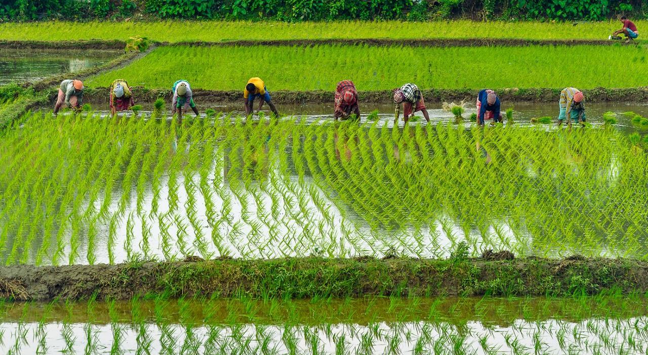 Maharashtra: Paddy procurement likely to start next week in Gondia, Bhandara