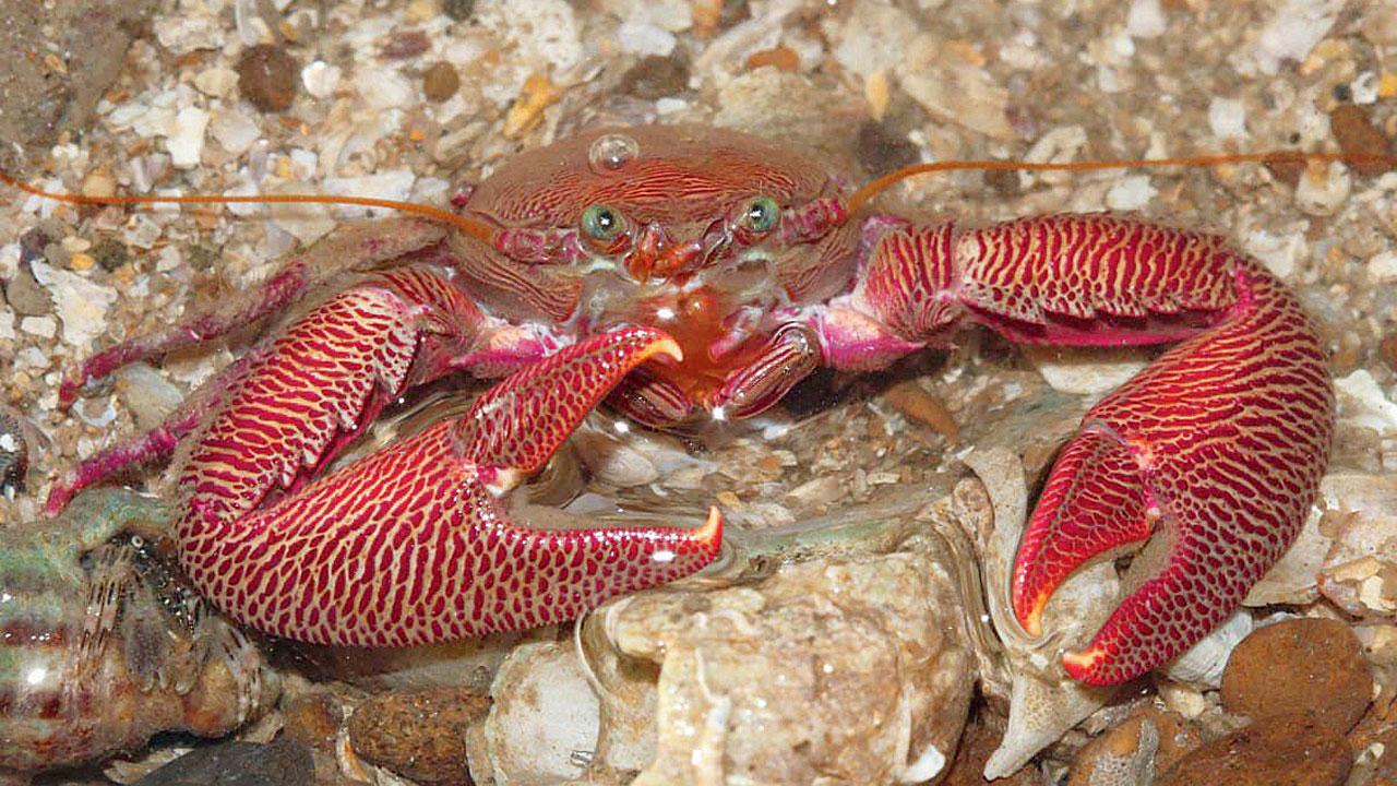 Priceline crab