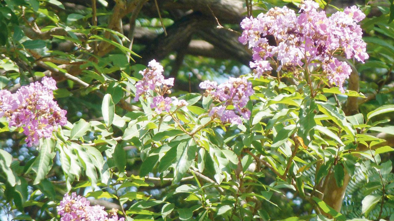 Jarul blossoms