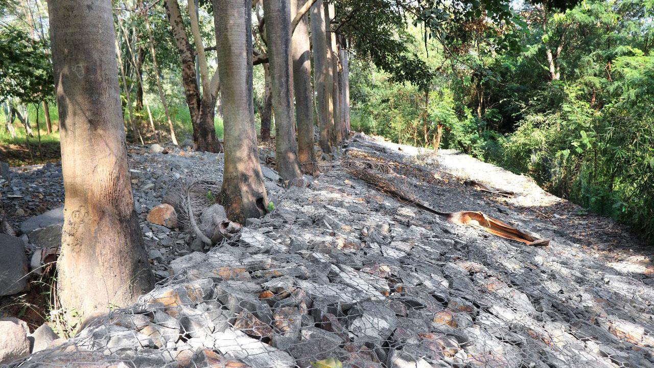 Mumbai: Are officials trying to kill the trees inside Aarey, ask activists