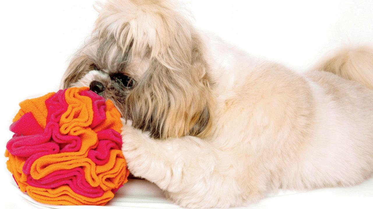 From toys to treats: These Indian pet brands offer behaviour-centric products