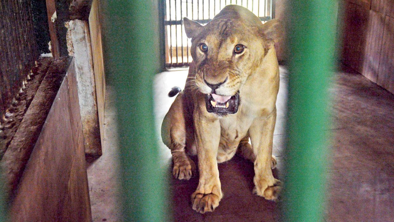 Jespa, the 12-year-old lion that resides at SGNP. File pic