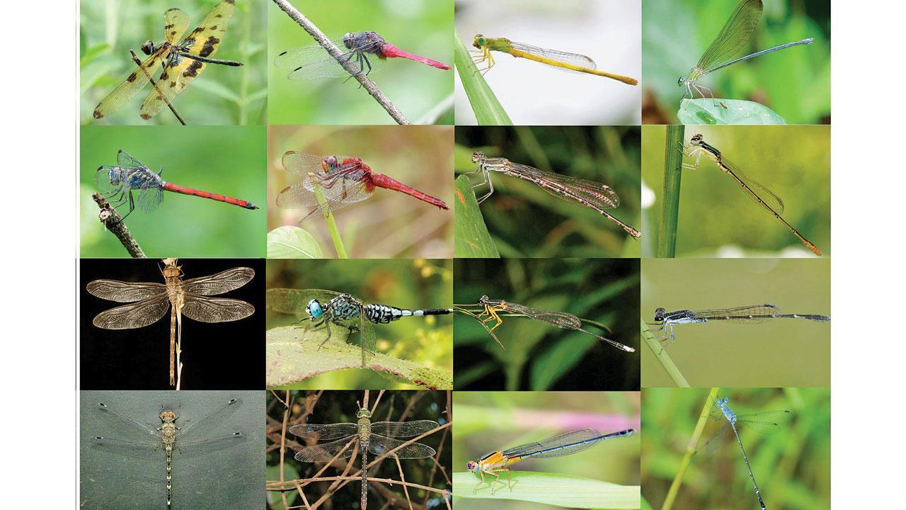 Mumbai: 27 odonate species recorded in Aarey forest for first time