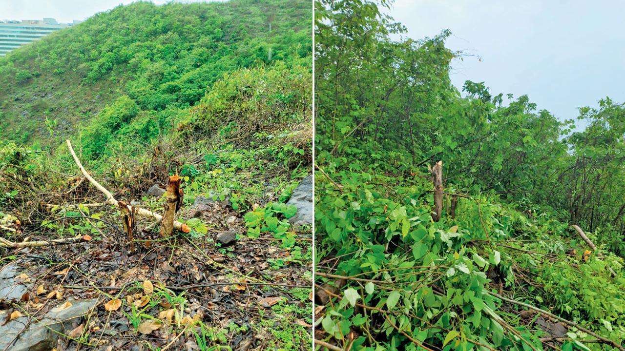 Mumbai: Finally, FIR in case of murder of 560 trees in Goregaon