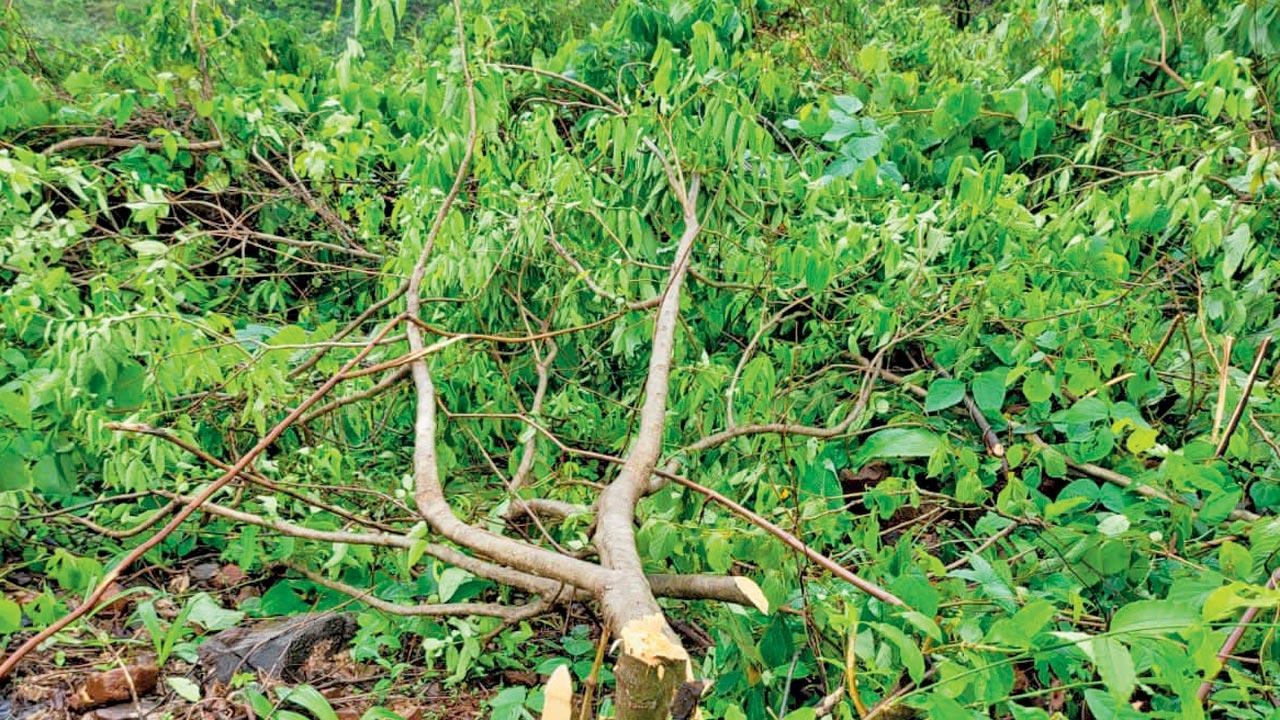 Under the Maharashtra (Urban Areas) Preservation & Protection of Trees Act, those illegally chopping trees can be penalised as well as imprisoned