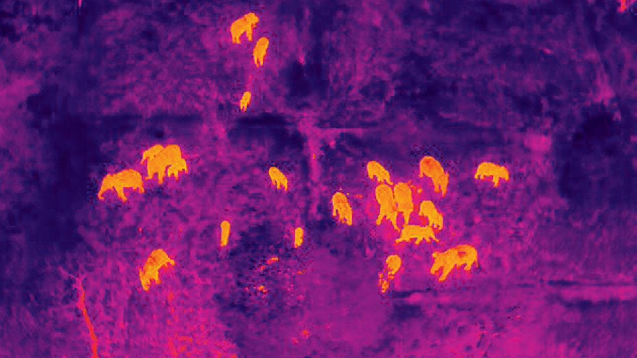 The herd spotted in a field from a thermal drone. This is the first time in India that wild elephants are being monitored using an UAV (unmanned aerial vehicle) with thermal cameras. Thermal cameras can detect the heat signature of an animal from a distance and offer drone pilots crucial data that would otherwise be difficult to gather. Pic courtesy/Resque Charitable Trust