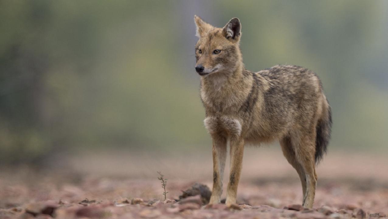 Mumbai: Population estimation study of golden jackals to be carried out in mangrove forests