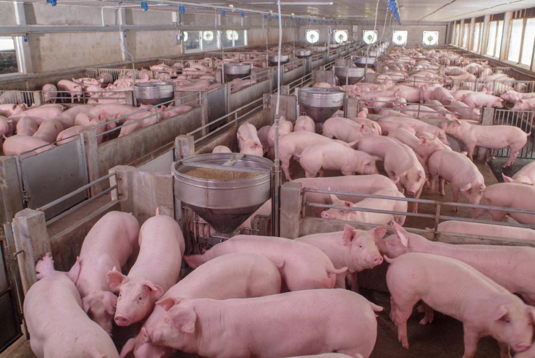 Madhya Pradesh: 85 pigs dead, 115 infected from African swine fever in Katni