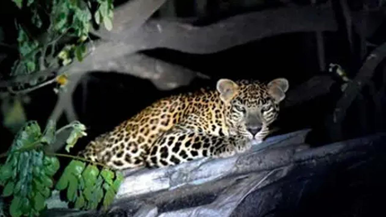Mumbai: Leopard attack in Aarey colony; one injured