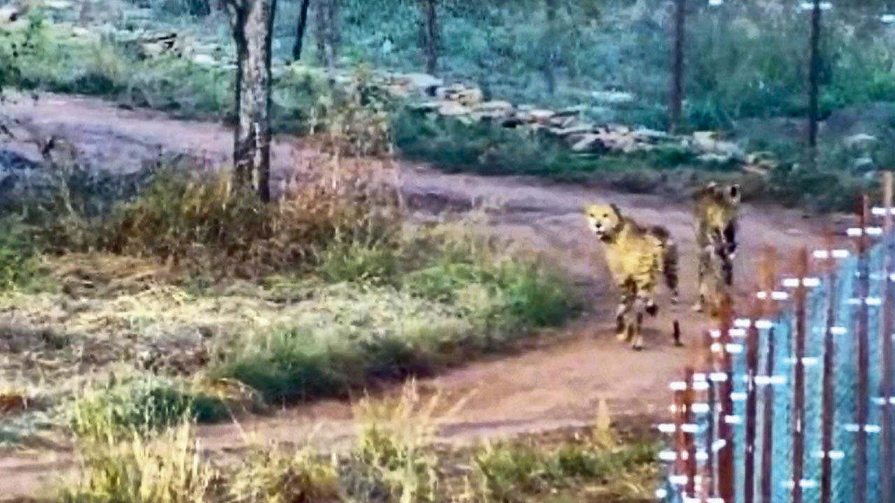 Cheetahs make their 1st hunt on Indian soil
