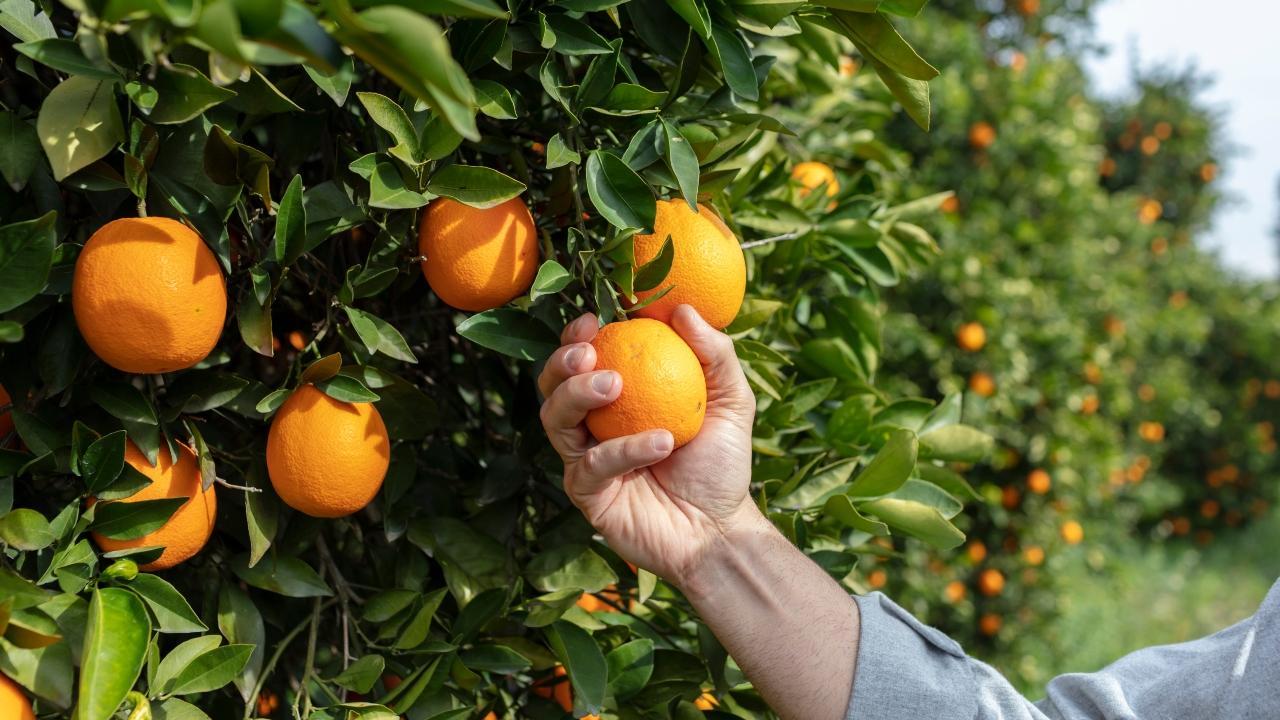 Maharashtra: More than 300 orange producers get training on innovative agri practices at IIM-Nagpur