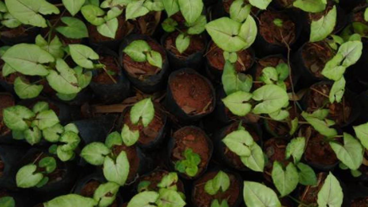 Study finds that healthy plant-based meals are better for environment