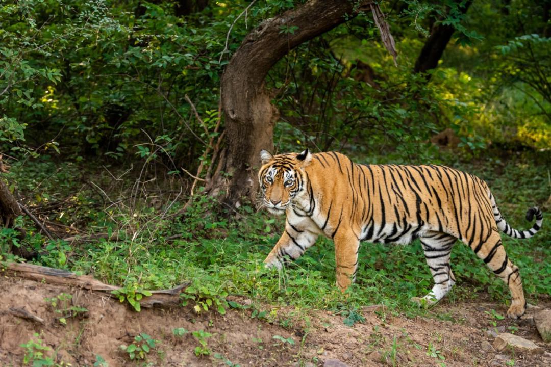 Maharashtra: Forest dept holds talks on proposed translocation of two tigresses from Chandrapur to Gondia