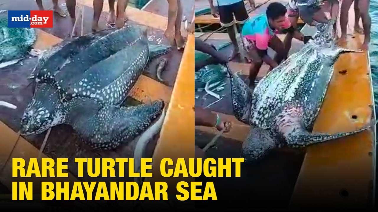 Fishermen Of Bhayandar Caught A Rare Turtle Weighing 150kg; Released Back To Sea