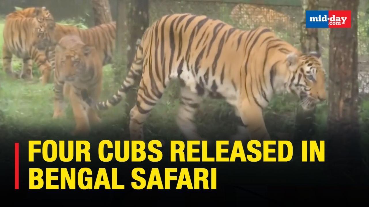 Four Tiger Cubs Released In Bengal Safari