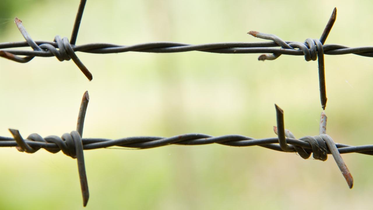 Suspicious bird caught near Indo-Pak border