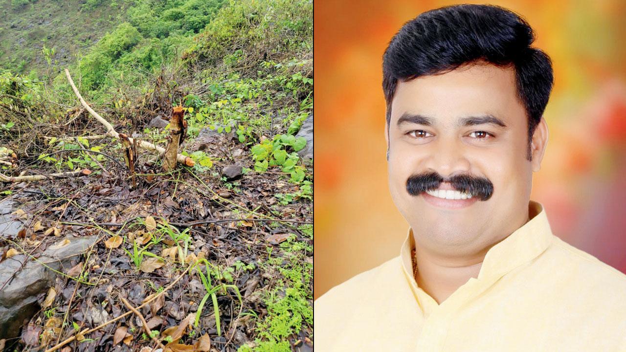Mumbai: Builder accused of killing 560 trees in Goregaon greens