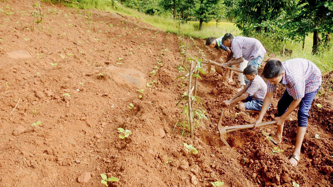 The children of the school grow their own vegetables, which are then used to make their mid-day meals