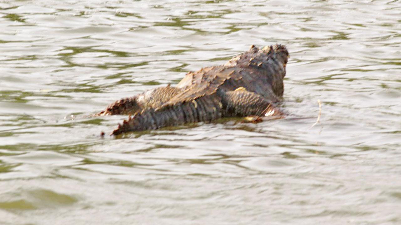 A marsh crocodile in the river