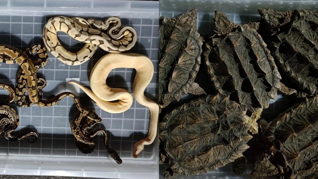 Exotic animals seized at Mumbai airport by DRI shifted to care facility in Gujarat