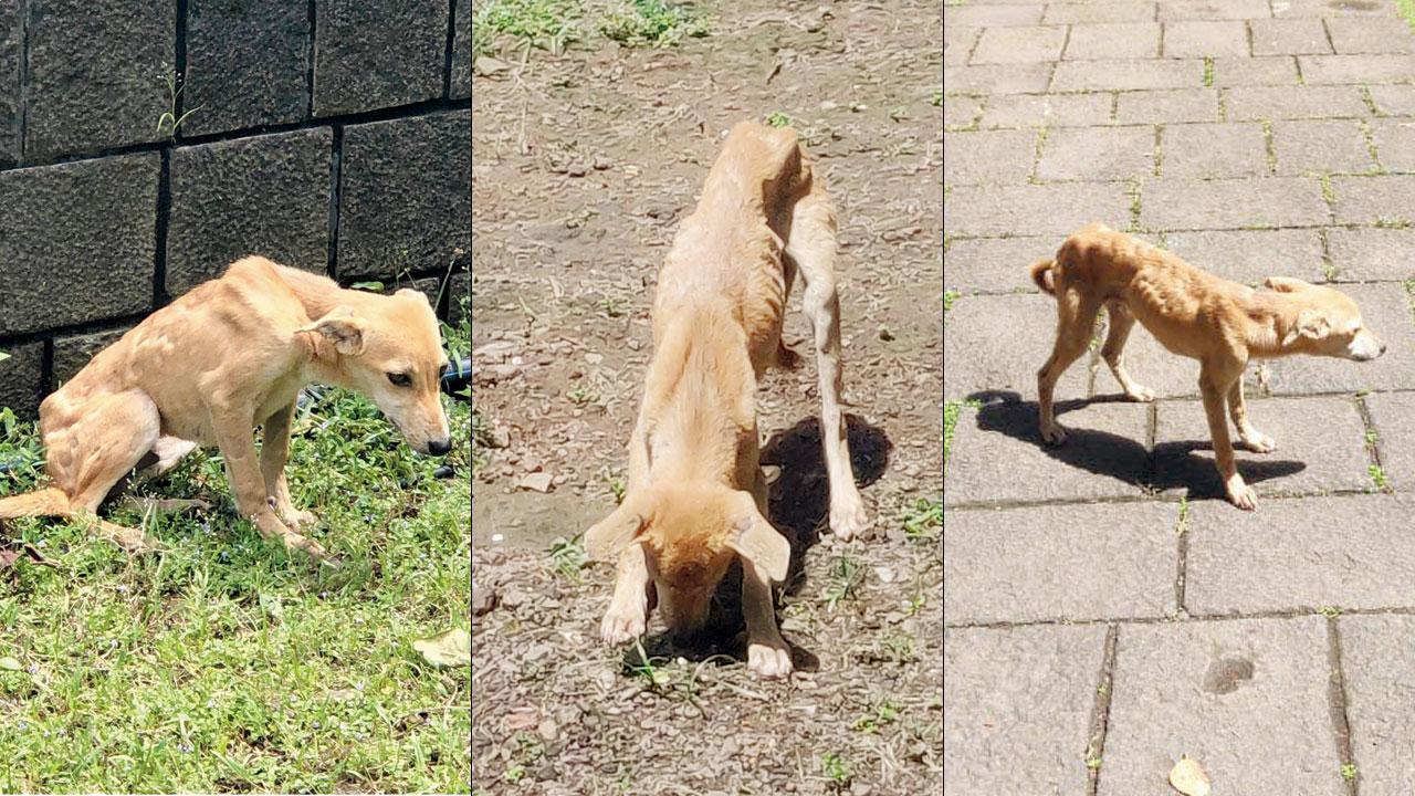Moved by plight of strays on Elephanta, tourist raises alarm