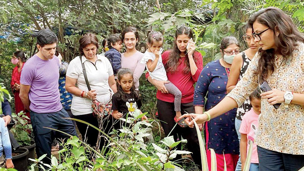 Reap as you sow: Attend this green-friendly workshop at Kharghar to grow your own veggies