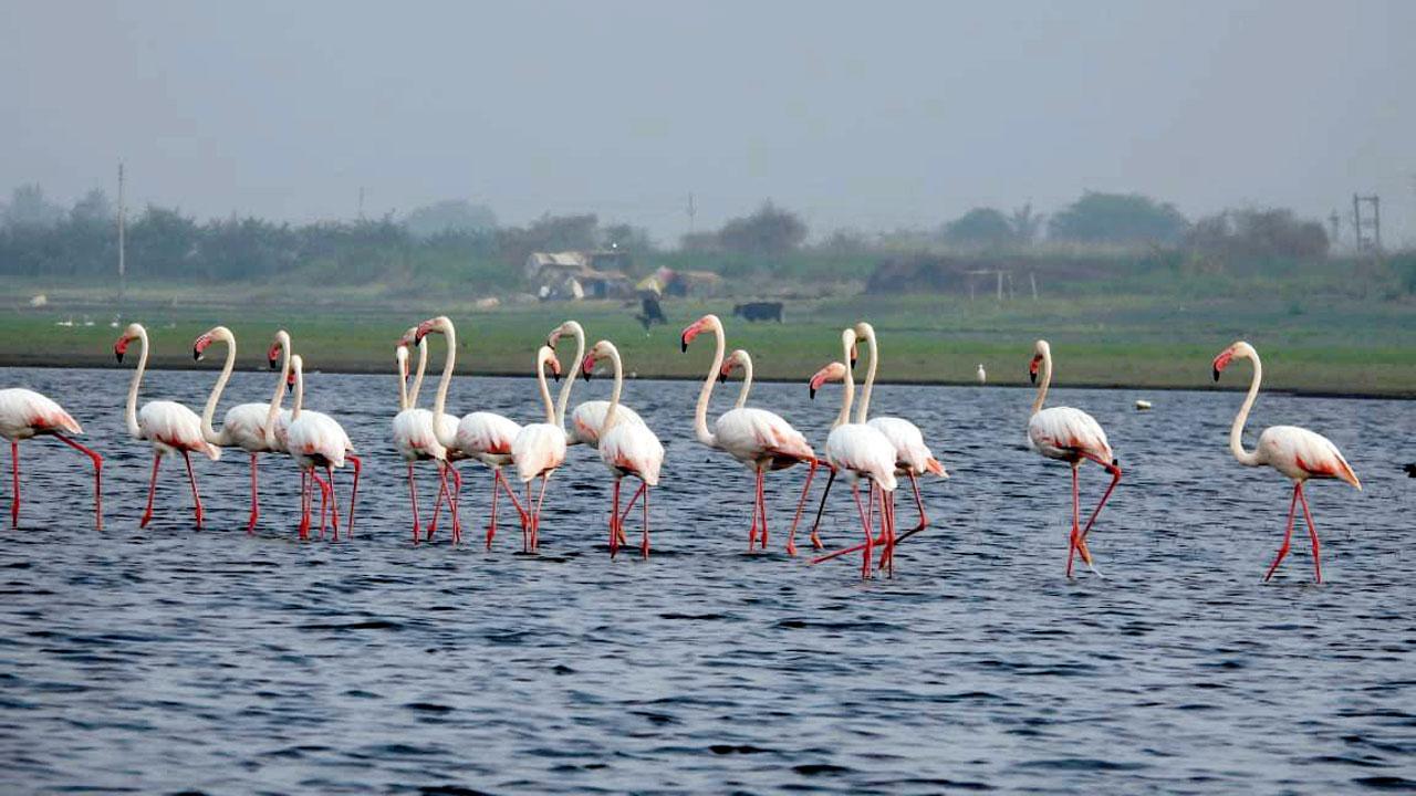 Greater flamingo. Pics Courtesy/BNHS Wetlands Program