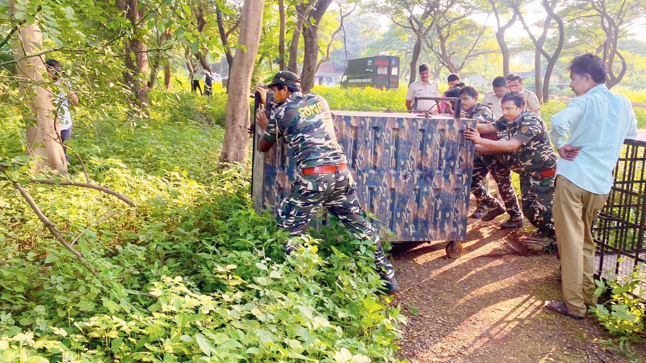 Traps set for big cat after child is killed in Aarey
