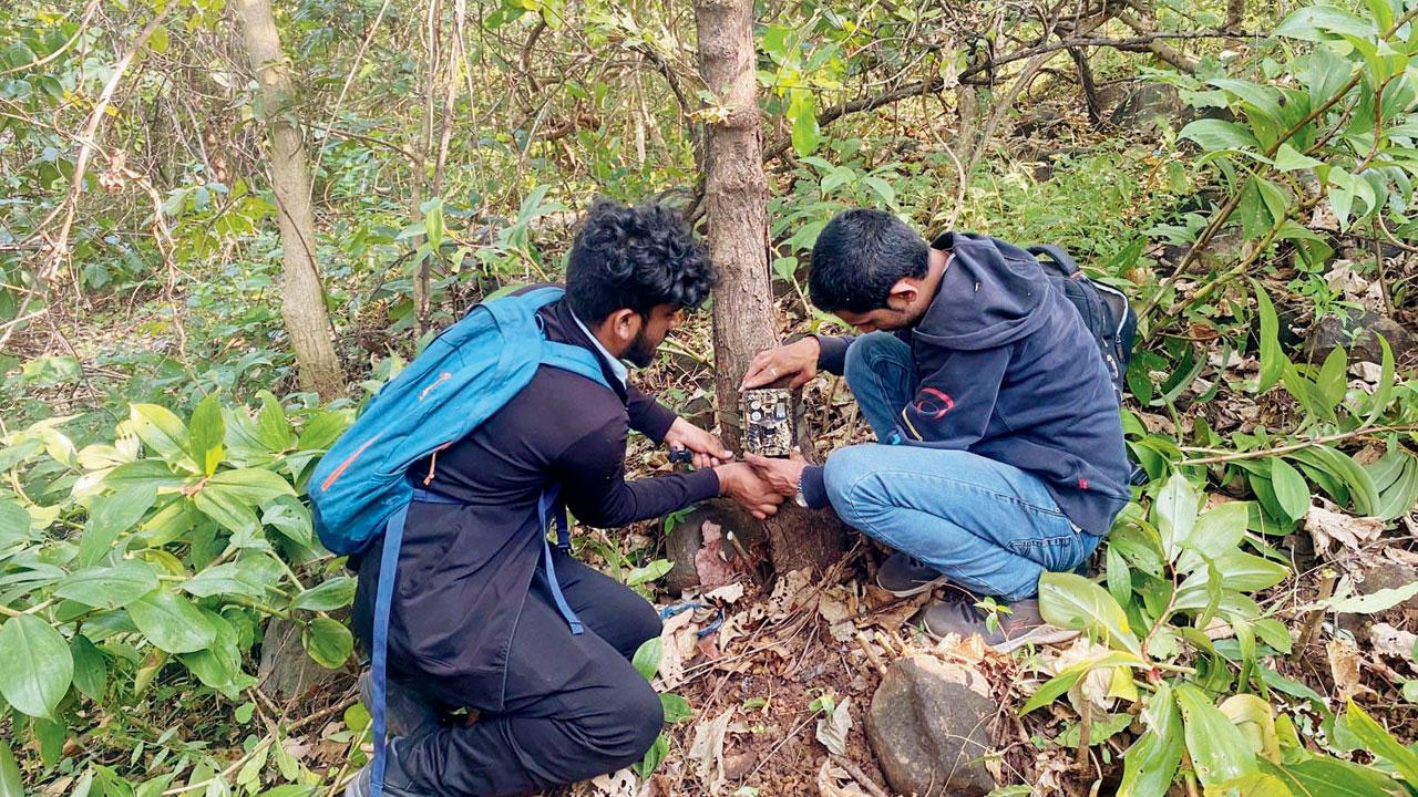A camera trap being set up at Aarey Milk Colony