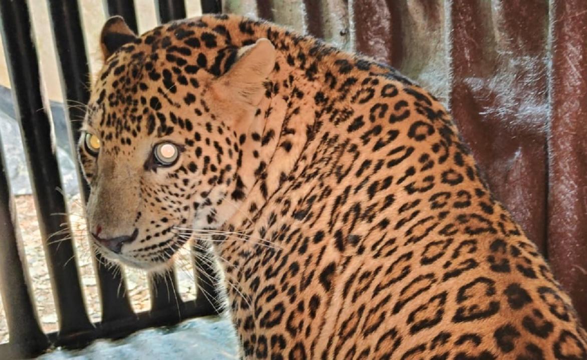 In Photos: One of two suspected leopards caught after toddler's death in Aarey