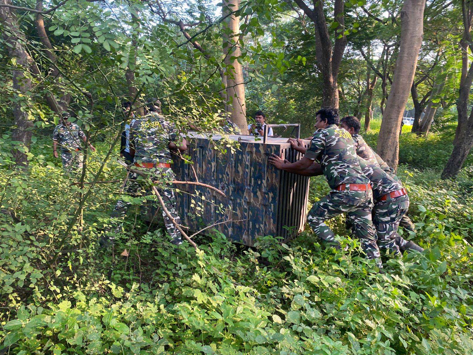 Leopard C-55 walked into a cage in the early hours of Wednesday, said officials Pic/Kunal Chaudhari