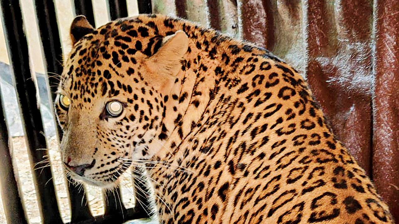 One of the two leopards active in the area, named C-55, was captured on Wednesday