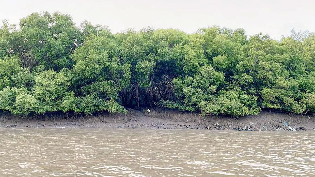 Navi Mumbai mangroves to be free of bunds