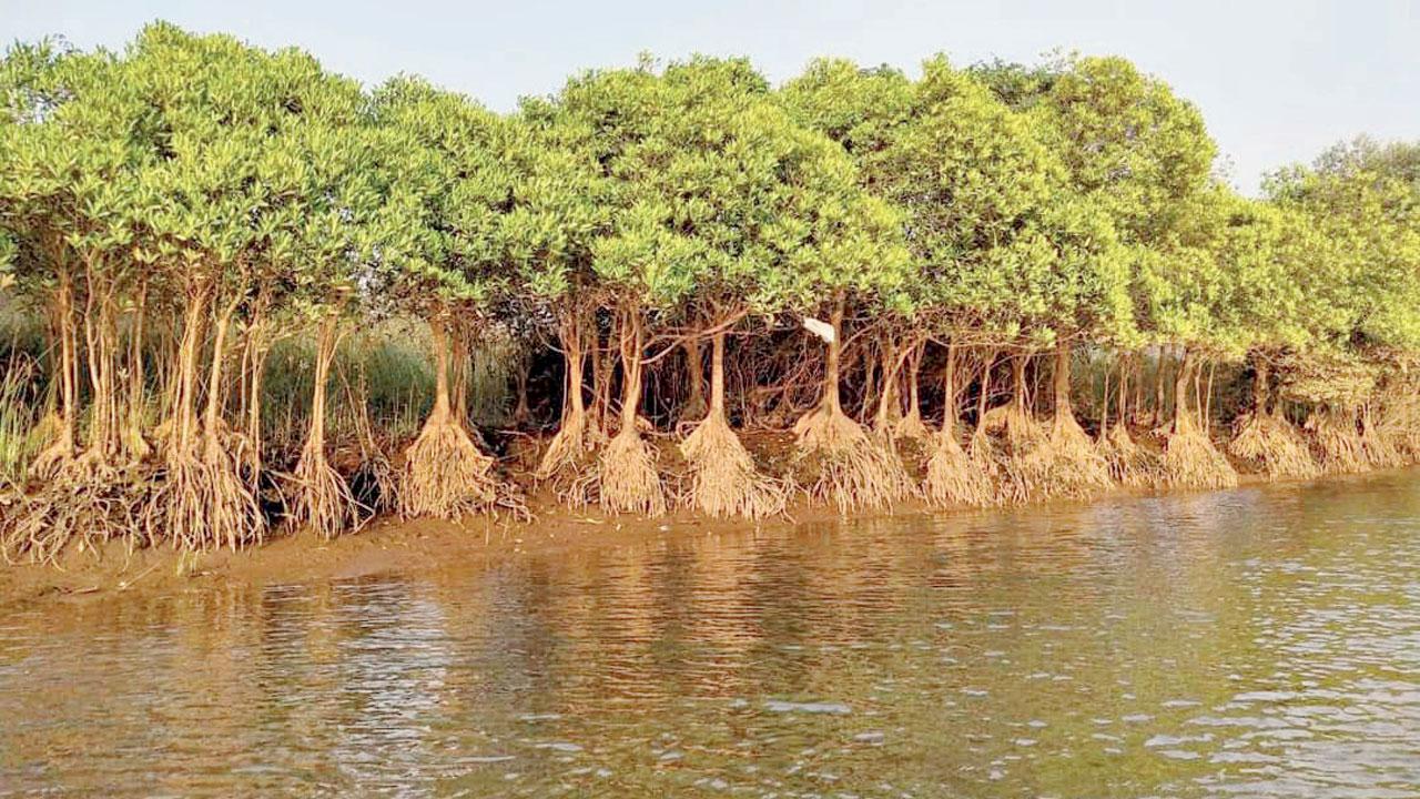 Mangroves alongside Vashishti River. Pics Courtesy/ Mangrove and Marine Biodiversity Conservation Foundation