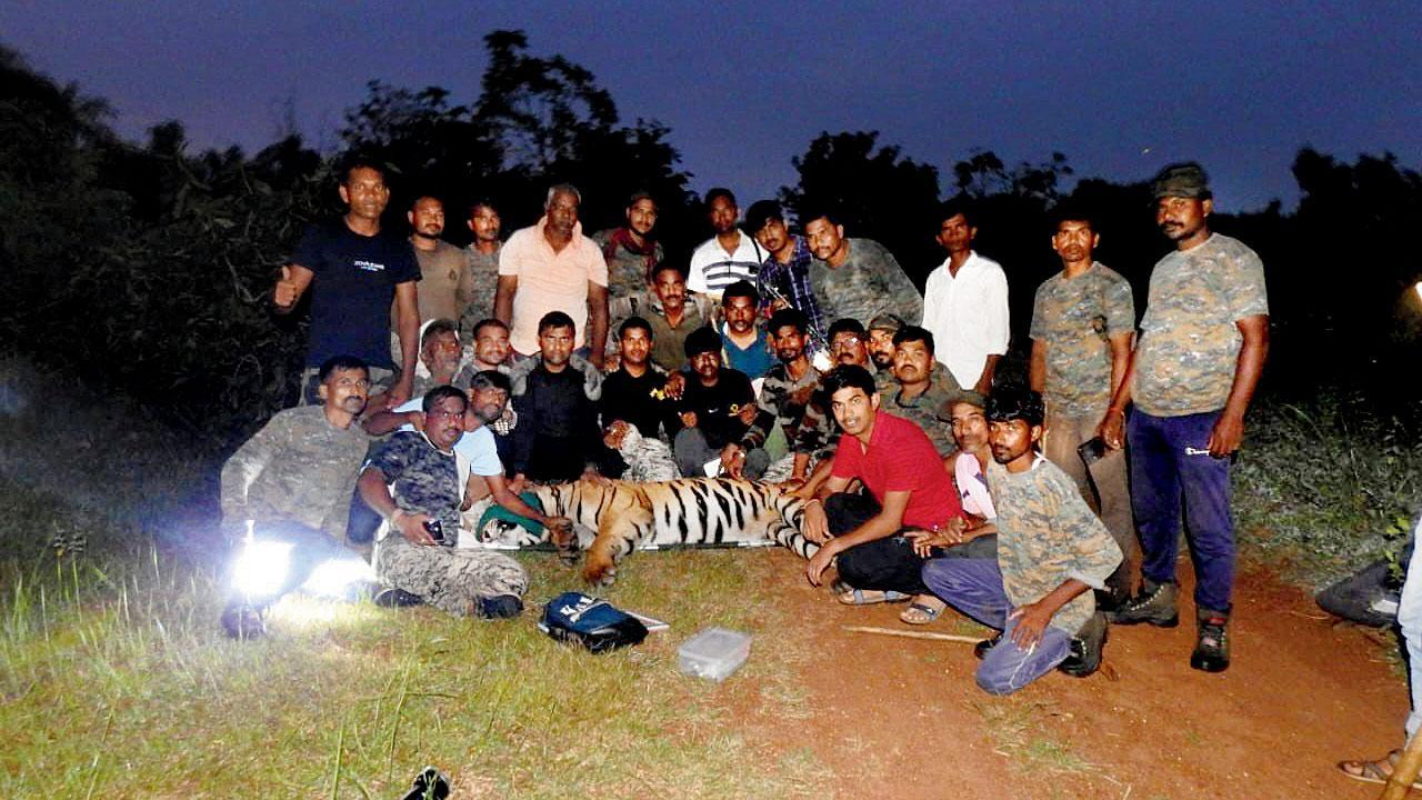 Maharashtra: Tiger, which killed 13, captured in Gadchiroli