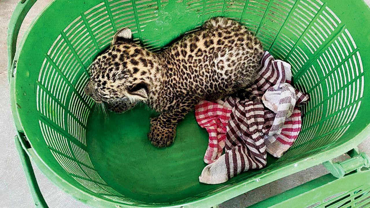 Mumbai: Security guard saves leopard cub’s life